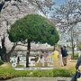 서울 북촌 데이트 숨은 벚꽃 명소 정독도서관 실시간 개화상황 주차장 안내