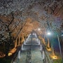 대구벚꽃명소 침산공원돌계단