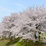 영등포 안양천 4월 4일 실시간 벚꽃 개화 상태, 피크닉 장소