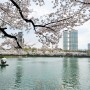 서울 벚꽃 명소 석촌호수…뒤늦게 활짝 핀 벚꽃