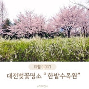 대전벚꽃명소 한밭수목원 벚꽃에서 사진예쁘게찍는곳 개화상황 개화시기 대전가볼만한곳