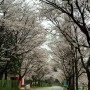 천안 아이와가볼만한곳 상록랜드 벚꽃놀이 개화율 (4월6일 상황)