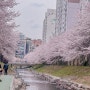 울산 무거천 만개한 벚꽃현황(240406)