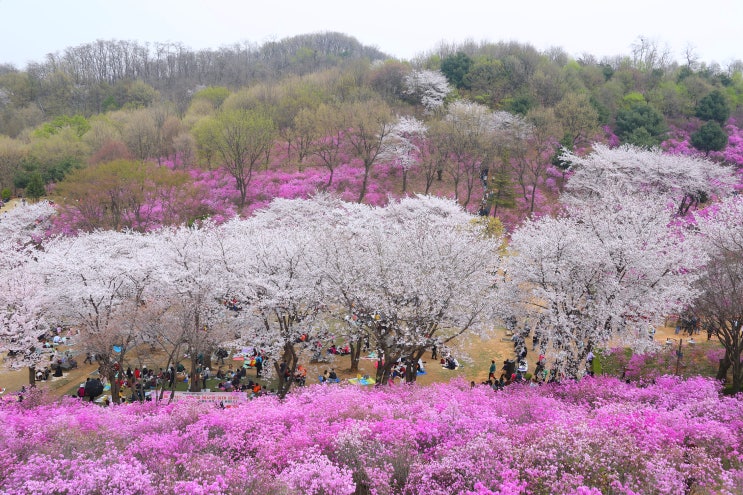 부천 원미산 진달래동산