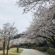 북서울꿈의숲 4월 봄꽃 개화 상태
