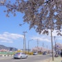 4월 일상(1):: 본격적인 봄꽃놀이 시작! 🌸🚶🏻♀️