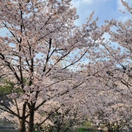 도도남매 도시락 싸들고 봄나들이 대청댐 공원 벚꽃구경 실컷