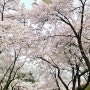 2024년 4월 6일 서울어린이대공원 벚꽃현황 놓치지 마세요~