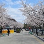 카이스트 벚꽃길: 캠퍼스를 가득 메운 벚꽃, 벚꽃 구경 추천 명소 [노천극장 언덕, 차 없는 거리]