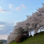 순천 동천 벚꽃 명소 전남 여행지 사진스팟 야경 추천