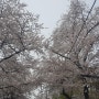 남산 벚꽃구경