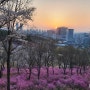 2024년 원미산 진달래동산 핑크빛물결