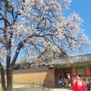 [개강 5주차] 무중철학에서 사주보고 왔습니다 / 경복궁에서 꽃 구경도 함 / 성적증명서도 뽑아봄