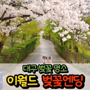 대구벚꽃명소 이월드 이번 주말이 벚꽃엔딩 (2024년 4월 2일 방문)