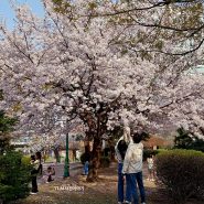 4월#3 수원올림픽공원 벚꽃놀이