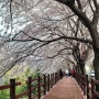 진주 벚꽃명소 가볼만한곳 월아산 숲속의 진주 벚꽃터널길