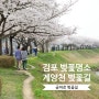 경기도 김포 벚꽃 명소 계양천 완벽한 금파로 벚꽃길