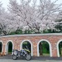 [2024.4.6] 동학사 벚꽃과 공주,청양 벚꽃새벽 라이딩 : BMW R1200GS(LC)