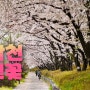 대전 벚꽃 추천 명소, 갑천 도로 꽃비 내리는 풍경