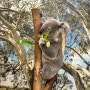 [호주여행] 호주 시드니 여행✈ 5일차. 테카(Theeca)/페더데일 동물원/캄포스 커피/시드니 대학교/엘리자베스 북스토어