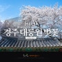 경주 대릉원 돌담길 벚꽃 축제 경주 대릉원 포토존