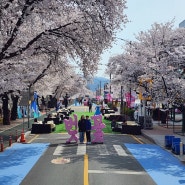 안동 여행(상) 2024 안동벚꽃축제 & 월영교 벚꽃 구경