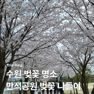 수원 만석공원 벚꽃 명소 도시락 피크닉 주차 가격 꿀팁 공유