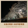 울산 궁거랑 벚꽃 무거천 야간 실시간 개화상황 (24.04.05)