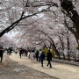 인천 서구 벚꽃 SK석유화학 아이와함께 나들이 준비물