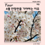 서울 양천구 벚꽃 구경하기 좋은 곳, 4월 안양천을 가야 하는 이유, 주차 꿀팁