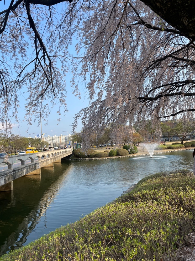 대전 카이스트/ 금강로하스 대청공원 벚꽃