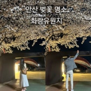 [안산 벚꽃 명소] 화랑유원지 피크닉 추천 무료 주차