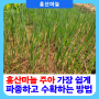 아무도 알려주지 않는 홍산마늘 주아 씨앗 나락망에 파종하고 수확하는 방법