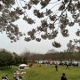 안산 가볼만한곳 안산호수공원 무궁화동산 벚꽃놀이 실시간 개화