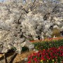 서울 봄꽃명소 서대문구 연희숲속쉼터 안산허브원 방문후기(벚꽃 튤립 꽃구경)