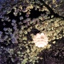 과천 렛츠런파크 서울 야간 벚꽃축제 포토존 위치 주차