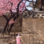 창덕궁 매화, 벚꽃 그리고 뚝섬한강공원에서 피크닉