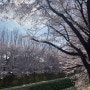 2024년 매헌 시민의 숲 벚꽃놀이