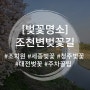 세종벚꽃명소, 조천변벚꽃길 개화상황부터 주차꿀팁까지(ft.기상청 개화확인방법)