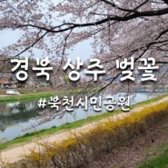 상주 벚꽃 명소 북천시민공원 만개(피크닉, 산책)