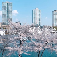 4K 벚꽃놀이 :: 석촌호수 2024년 4월 5일