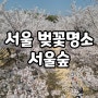 4월 서울 벚꽃 명소 갈만한곳 서울숲 벚꽃만개