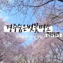 경주 벚꽃 숨은 명소 반월성 벚꽃 , 월성지구 실시간 240405