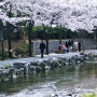 5호선 개롱역에서 9분 성내천물빛광장에서 성내2교 송파둘레길 벚꽃 나들이