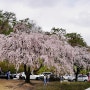대전 벚꽃 명소 카이스트 오리호수와 주변