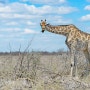 [아프리카 여행] 나미비아 에토샤의 기린/Giraffes of Etosha, Namibia.