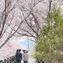 판교 벚꽃 구경
