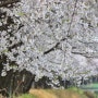 서울근교 양평여행 가볼만한곳 벚꽃명소 갈산공원 누리봄축제