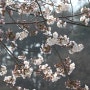군포 가볼만한곳 | 군포반월저수지 반월호수공원 | 경기도 벚꽃 명소