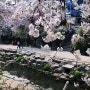 시흥 벚꽃명소 조팝나무와 어우러진 신천동 신천 가볼만한곳